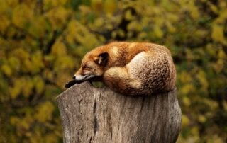 Fox sleeping outside on tree trunk