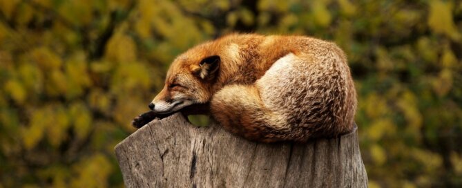 Fox sleeping outside on tree trunk