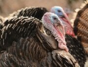 Turkeys outdoors