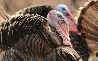 Turkeys outdoors