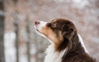 Dog in the snowy woods