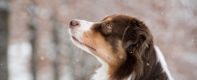 Dog in the snowy woods