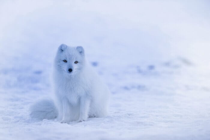 Artic fox in the snow