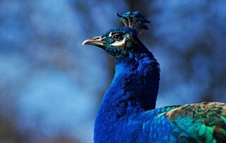 Peacock profile