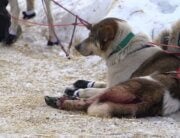 Providence, a Catholic-based organization, continues to let its Providence Alaska Medical Center sponsor the cruel Iditarod. Tell it to live out its Christian values by withdrawing its support of animal abuse!