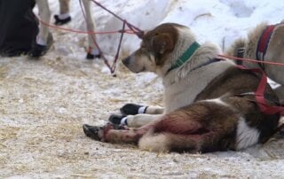 Providence, a Catholic-based organization, continues to let its Providence Alaska Medical Center sponsor the cruel Iditarod. Tell it to live out its Christian values by withdrawing its support of animal abuse!