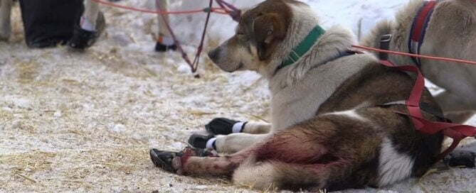 Providence, a Catholic-based organization, continues to let its Providence Alaska Medical Center sponsor the cruel Iditarod. Tell it to live out its Christian values by withdrawing its support of animal abuse!