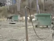 Dog used in Iditarod chained to pole