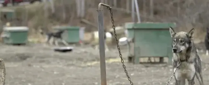 Dog used in Iditarod chained to pole