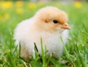 Baby chick in the grass