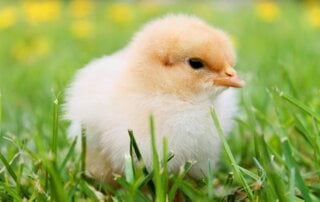 Baby chick in the grass