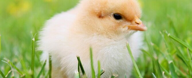 Baby chick in the grass