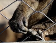 Monkey hand reaching out of cage