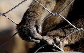 Monkey hand reaching out of cage