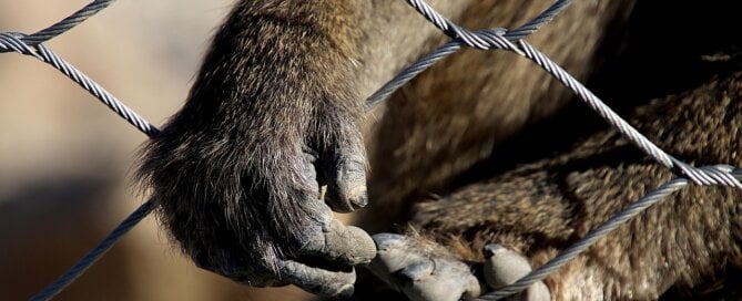 Monkey hand reaching out of cage