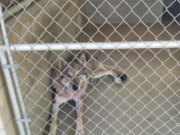 Wolf locked in cage in entertainment industry