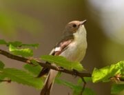 Small bird perched on branch looking up towards sky