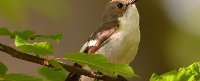 Small bird perched on branch looking up towards sky