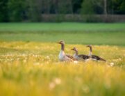 Ducks in a field