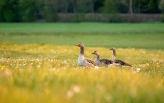 Ducks in a field