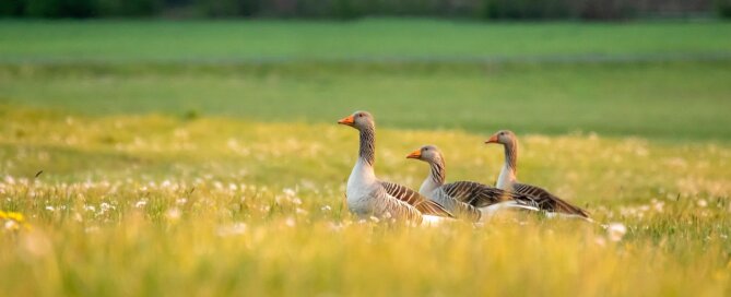 Ducks in a field