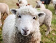 Sheep looking into camera out in pasture