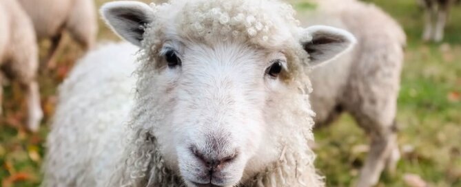 Sheep looking into camera out in pasture