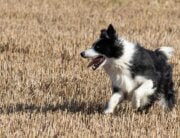 Happy dog running in field
