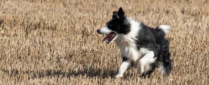 Happy dog running in field