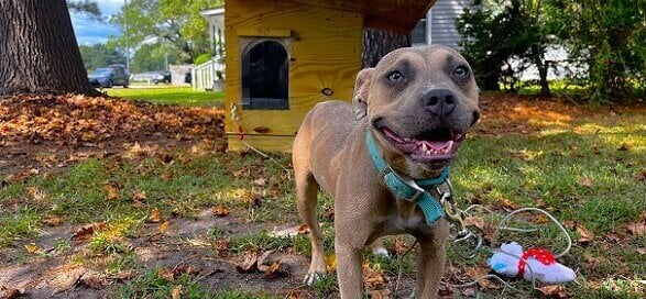 Jada After new doghouse