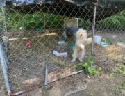 Buddy in cage on CAP ride along