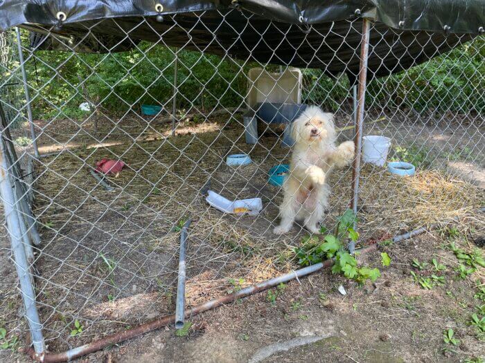 Buddy in cage on CAP ride along