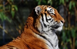 Profile of tiger in the wild