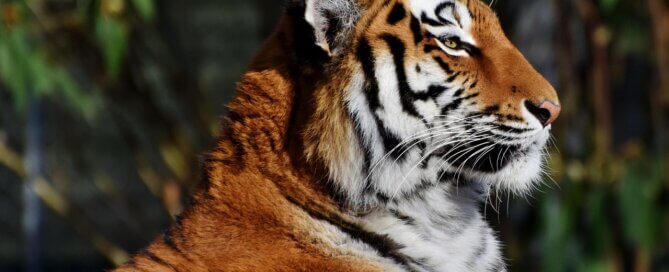 Profile of tiger in the wild