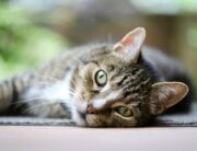Grey tabby cat lying on their side