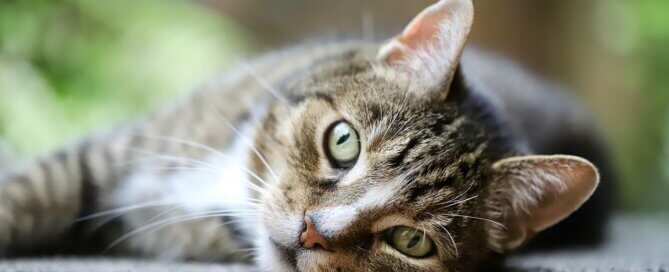 Grey tabby cat lying on their side