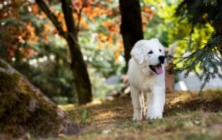 Happy dog walking in the woods