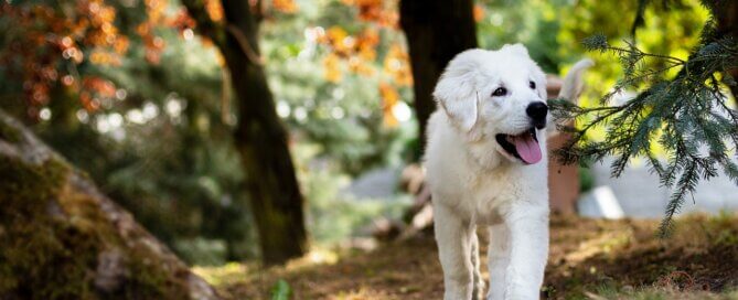 Happy dog walking in the woods
