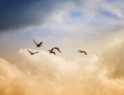 Birds flying with clouds in background