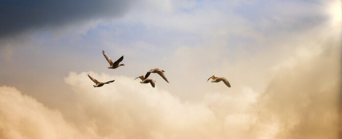 Birds flying with clouds in background
