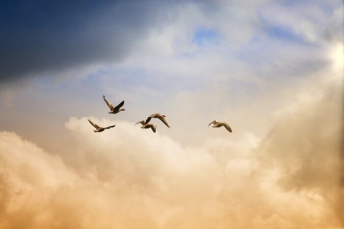 Birds flying with clouds in background