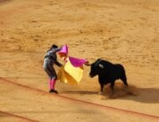 Bullfighting image