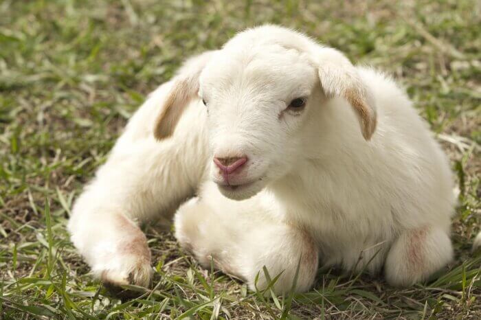 Baby Lamb on the grass