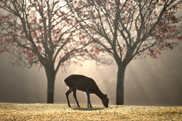 Deer in the forest with mist and sun in background