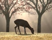 Deer in the forest with mist and sun in background