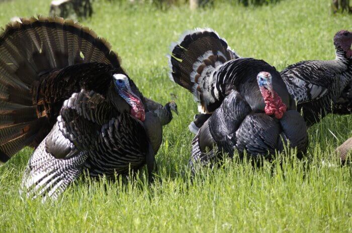 Turkey family in nature