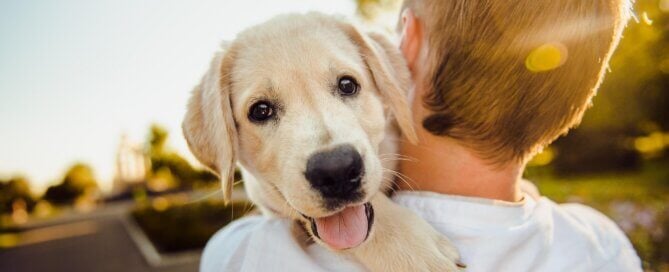 Happy dog with guardian