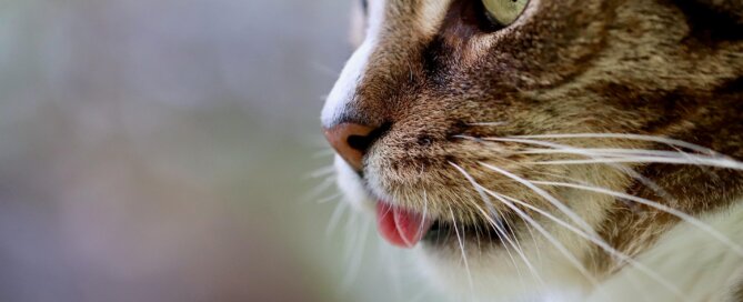 Cat profile close-up
