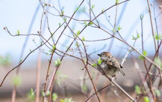 Little bird perched on tree branch
