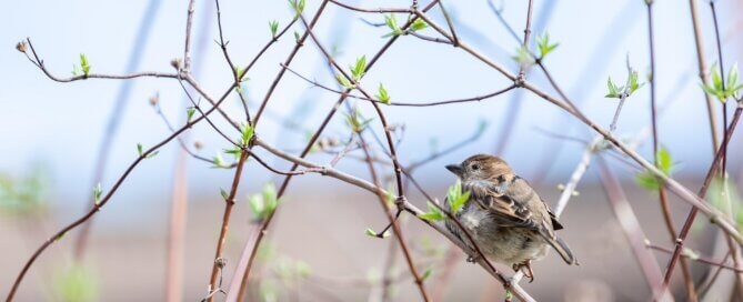 Little bird perched on tree branch